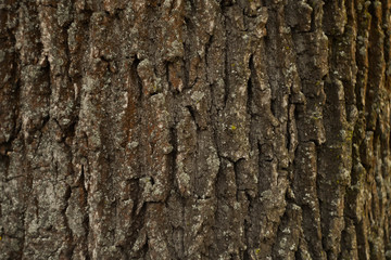 Wooden bark texture. Moss and scratches on surface. Natural background. Environment concept. Copy space