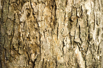Wooden bark texture. Moss and scratches on surface. Natural background. Environment concept. Copy space