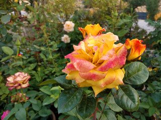 Beautiful rose flowers in nursery, rose flowers in garden