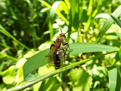 花蜂 bee