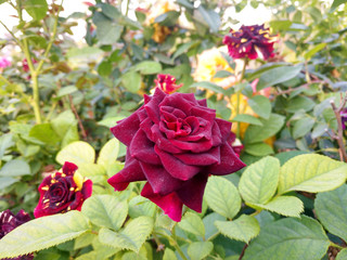 Beautiful rose flowers in nursery, rose flowers in garden