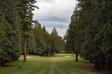 Fairway in Trees (2)