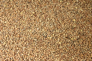 coriander seeds, cusbara spice