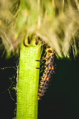 Ladybug larva on dandelion