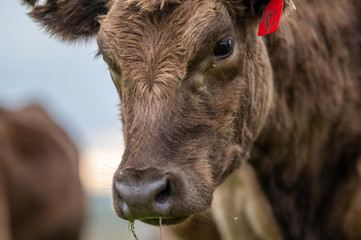 Beef cows and calfs grazing on grass in south west victoria, Australia. eating hay and silage....