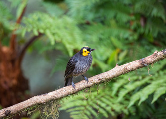 Beautiful Bird-of-paradise of New Guinea with long tail and beak aeting tropical fruit