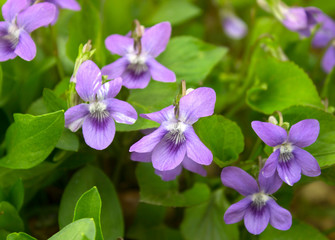 Growing wild common violet plant (wood violet, viola odorata, dog wild violet, viola hirta, viola...