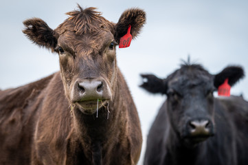 Beef cows and calfs grazing on grass in south west victoria, Australia. eating hay and silage....