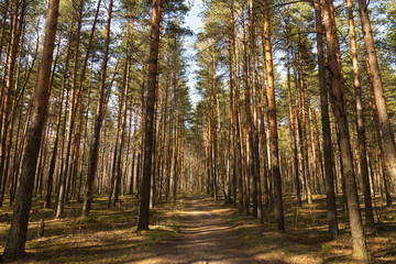 Forest path in sunlight, sun. Beautiful spring summer pine trees forest with road, blue sky background