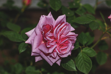 plan rapproché du fuchsia rose sur un fond naturel