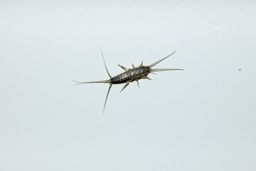 Photo of the Latin name Lepisma saccharina insect taken on white wall. Macro shotting.