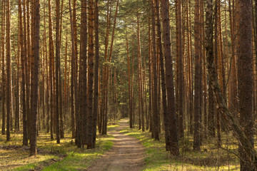 Forest path in sunlight, sun. Beautiful spring summer pine trees forest with road