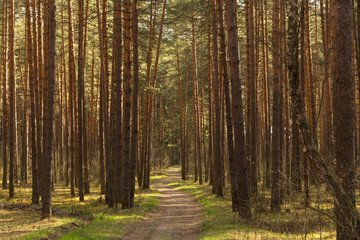 Fototapeta premium Forest path in sunlight, sun. Beautiful spring summer pine trees forest with road