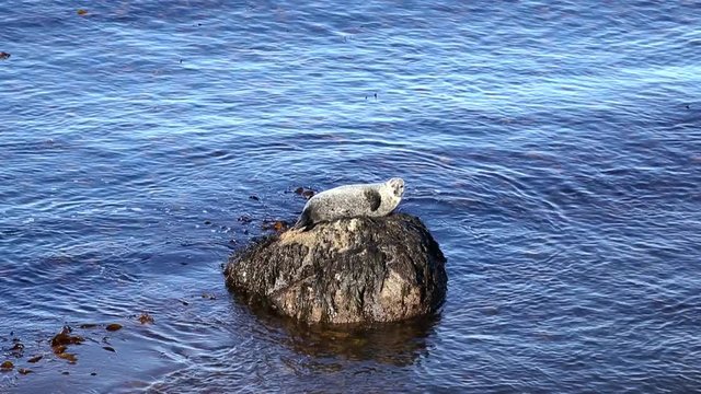 seal at the bay of  H&uacute;nafl&oacute;i on Iceland