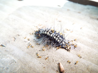 虫の死骸に群がるアリたち ants gathering around the dead insect