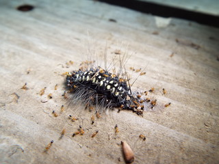 虫の死骸に群がるアリたち ants gathering around the dead insect