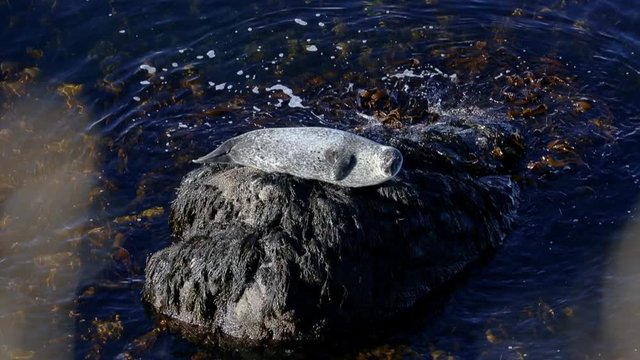 seal at the bay of  H&uacute;nafl&oacute;i on Iceland