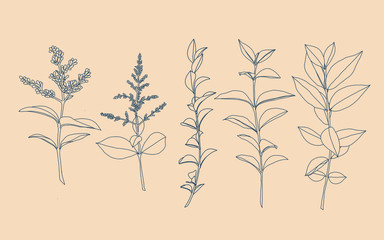 A bunch of plant leaves drawn by hand with contour lines. A set of foliage of different sizes and shapes. Realistic vector illustration.