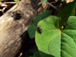 アトジロサビカミキリ longhorn beetle