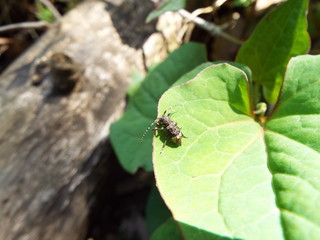 アトジロサビカミキリ longhorn beetle