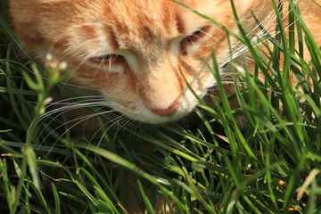 rudy  kot  leży  w  trawie - obrazy, fototapety, plakaty