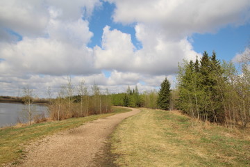 Fototapeta na wymiar Spring Green Along The Trail, Pylypow Wetlands, Edmonton, Alberta