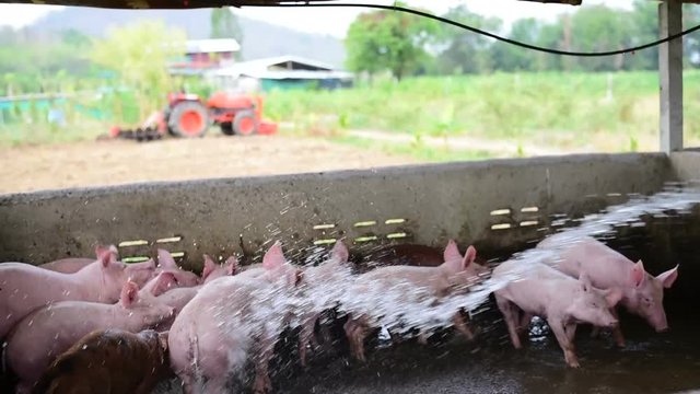 Many of pigs in pigsty enjoy watering, agriculture industry, farming and animal husbandry concept