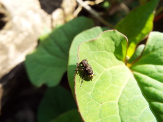 アトジロサビカミキリ longhorn beetle