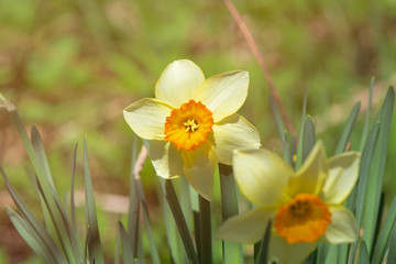 daffodils in spring