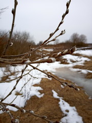 snow covered branches
