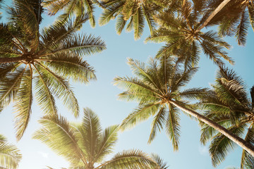 Plakat Low angle view of tropical palm trees over clear blue sky background with copy space