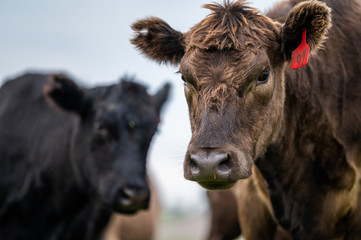 Beef cows and calfs grazing on grass in south west victoria, Australia. eating hay and silage....