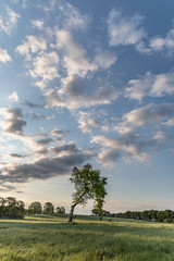 Fototapeta na wymiar landscape with trees and sky sunrise