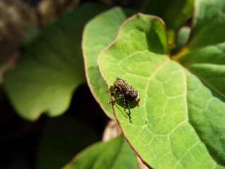 アトジロサビカミキリ longhorn beetle