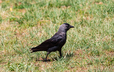 A western jackdaw (Coloeus monedula) foraging for food on a grassy field