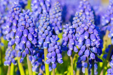 Group of blue grape hyacinths in spring
