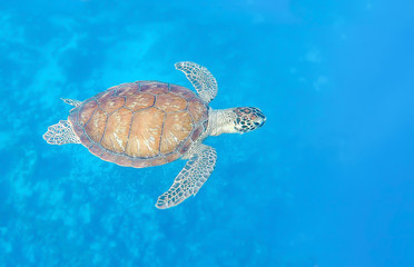 Green sea turtle swimming in blue sea