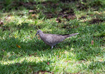 A Eurasian collared dove (Streptopelia decaocto) foraging for food on a grassy field