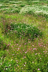 初夏のシロツメクサとアカバナユウゲショウ咲く野原風景