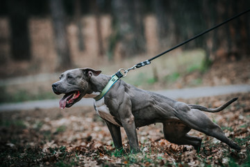 American staffordshire terrier in action. Power of dog. Super fit and strong amstaff.	