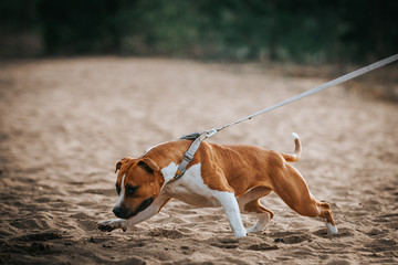 American staffordshire terrier in action. Power of dog. Super fit and strong amstaff.	