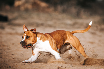 American staffordshire terrier in action. Power of dog. Super fit and strong amstaff. Dog high jump...