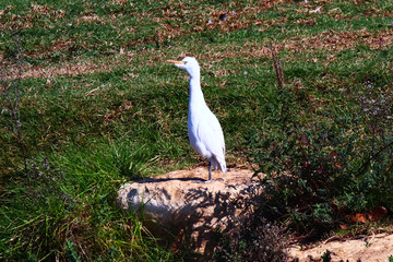 A yellow-billed egret (Ardea intermedia) standing on a rock 