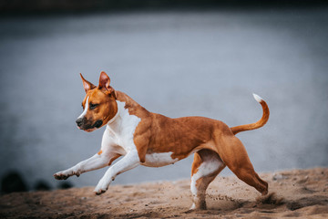 American staffordshire terrier in action. Power of dog. Super fit and strong amstaff.	