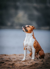 American staffordshire terrier in action. Power of dog. Super fit and strong amstaff.	
