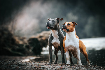 American staffordshire terrier in action. Power of dog. Super fit and strong amstaff.	 - obrazy, fototapety, plakaty