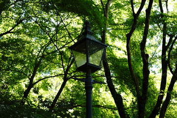 森の街灯