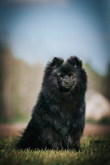 Obraz premium Black pomeranian girl outside in autumn. 