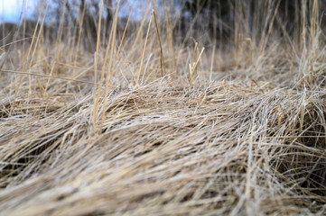 background of a aged dry straw withered heap of grass