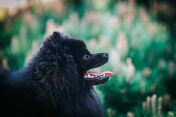 Black pomeranian girl outside in autumn.	